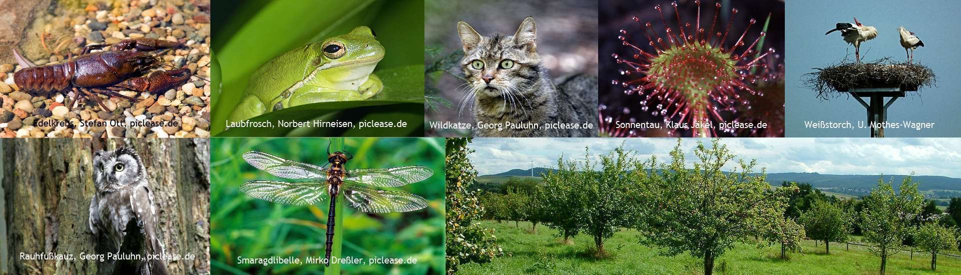 Fotokollage Biodiversität - Arten im Landkreis