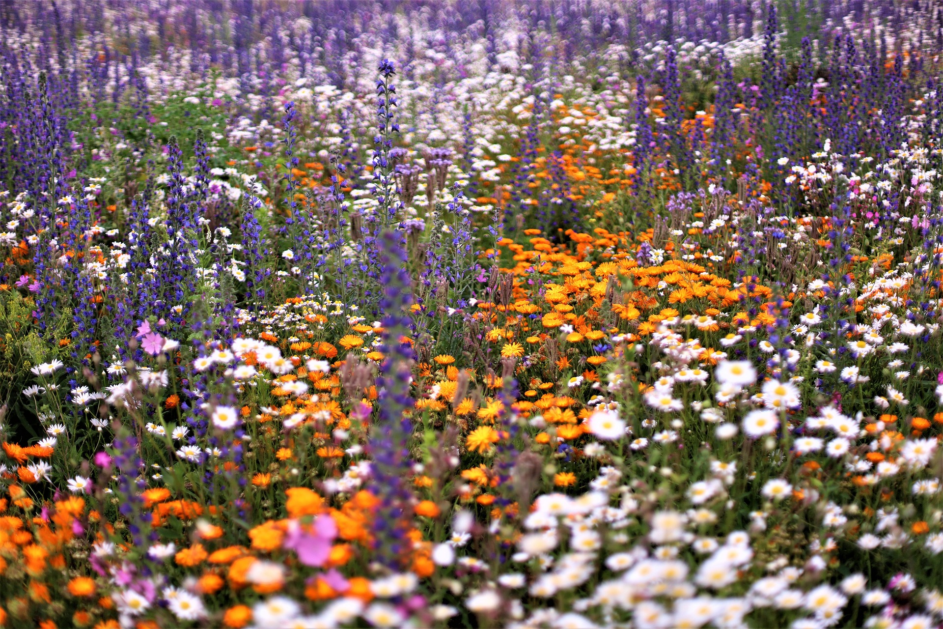 Blumenwiese mit verschiedenen Blumen